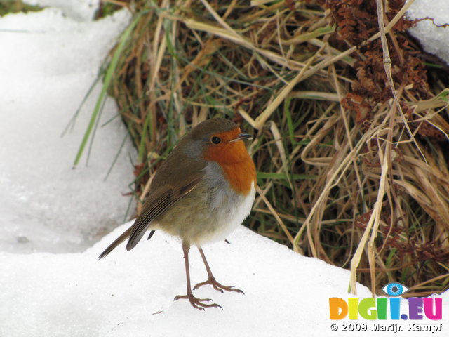 SX02671 Robin in snow [Erithacus Rubecula]